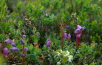 Phyllodoce bleue,Qujuktaapait/qujuktaat, Bilberry family. 
Mountain Heath